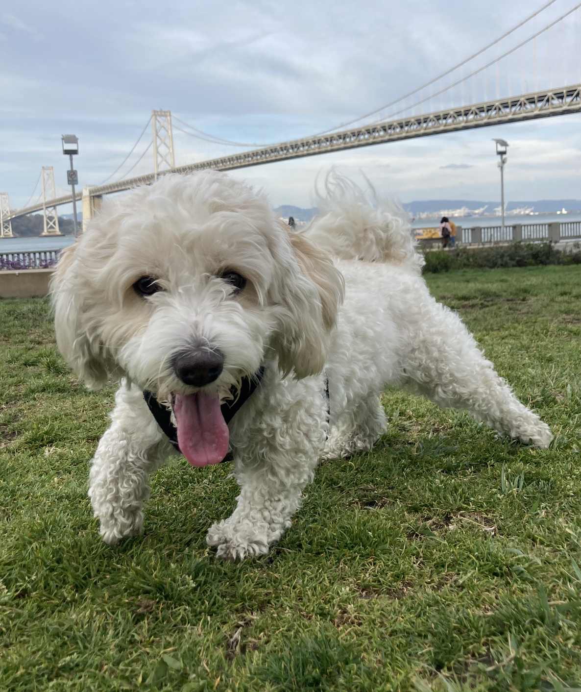 A small, white dog with a black nose and pink tongue runs
                across a grassy field with a bridge in the background.